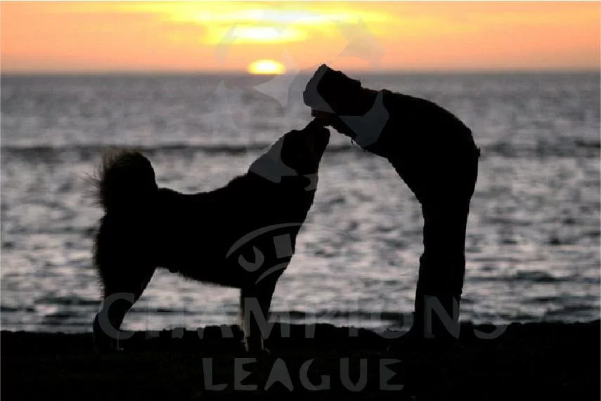 Leggende da Cardiff: L’eroismo del cane del Principe